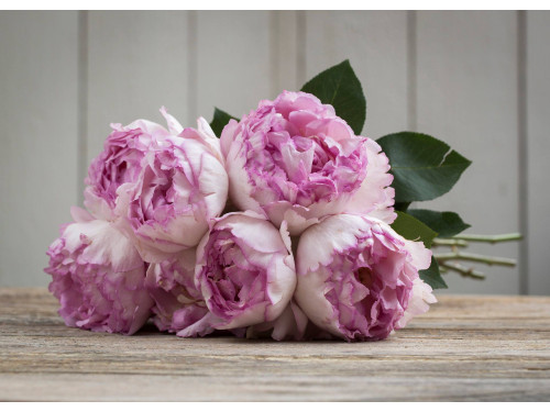 Meilland Jardin & Parfum Rose Pink Yves Piaget